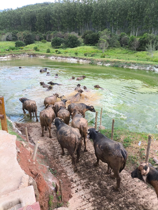 Burrata Pérola da Serra 250g (A2A2)