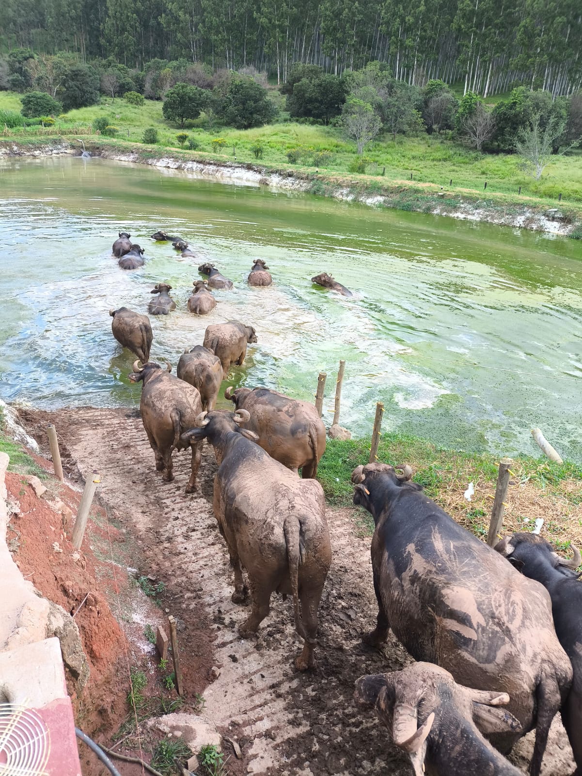Manteiga Pérola da Serra 200g